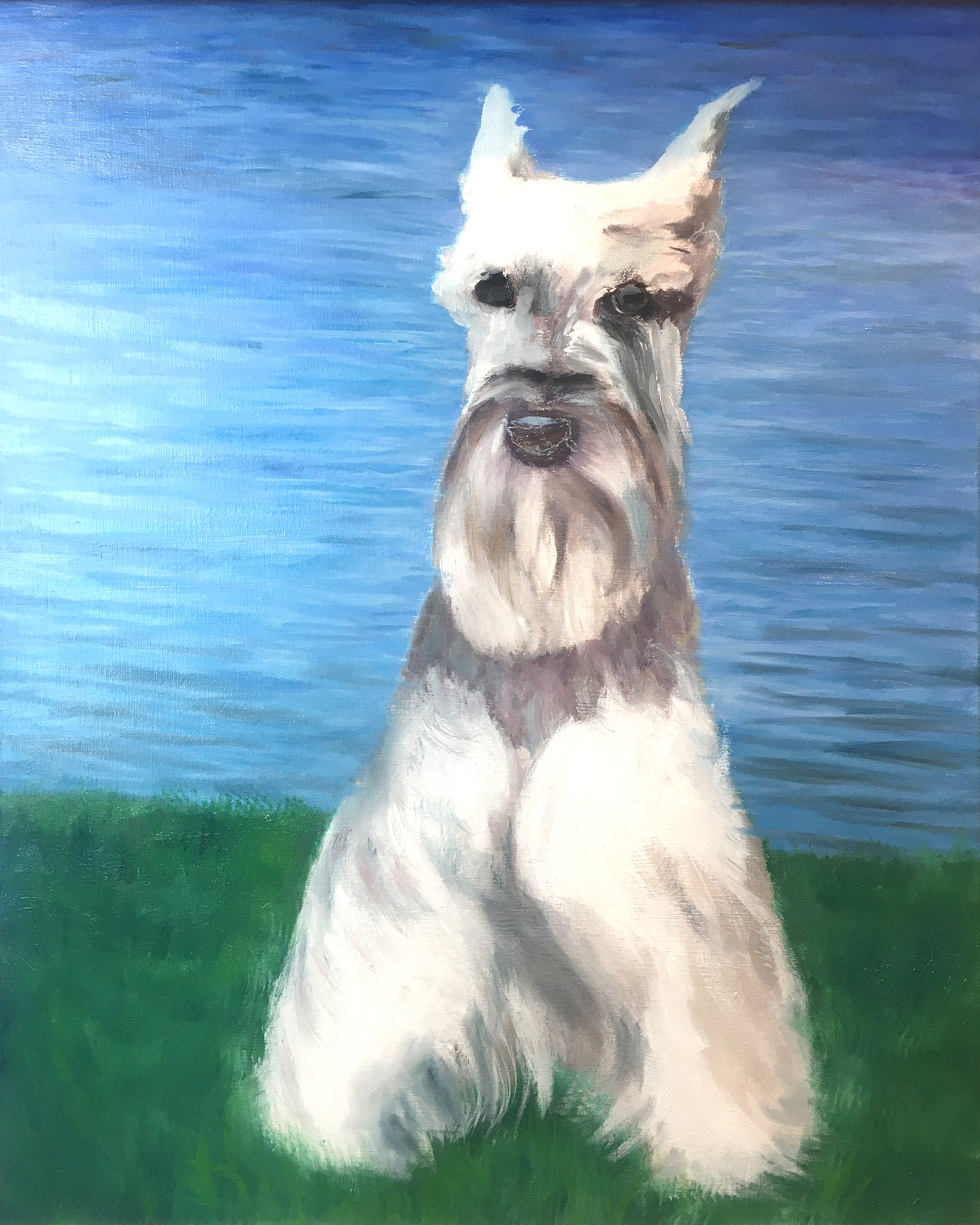 process in painting schnauzer pet portrait background