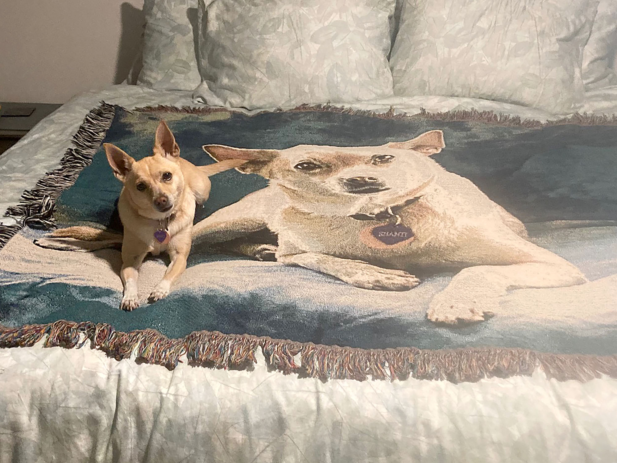 chihuahua on throw with its image